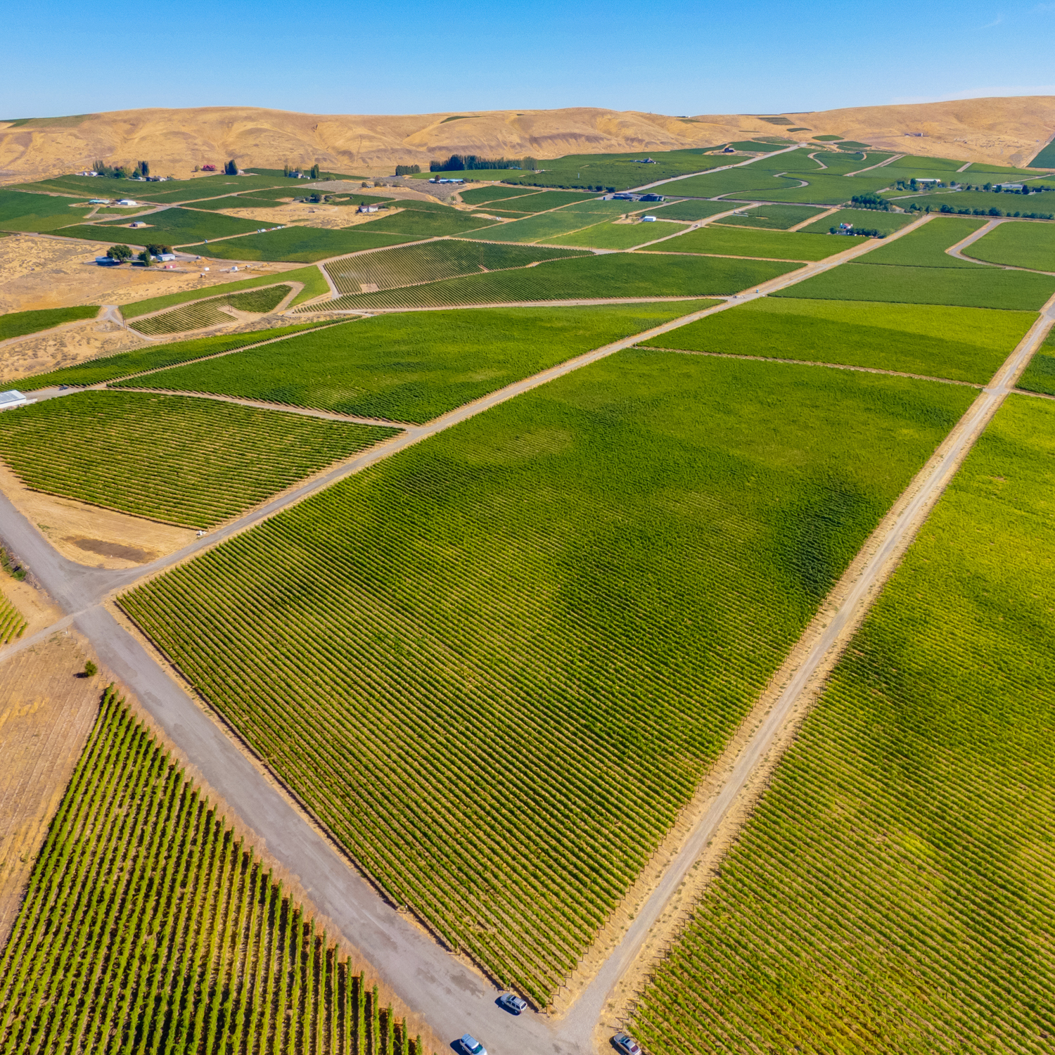 Blackwood Canyon Vineyard