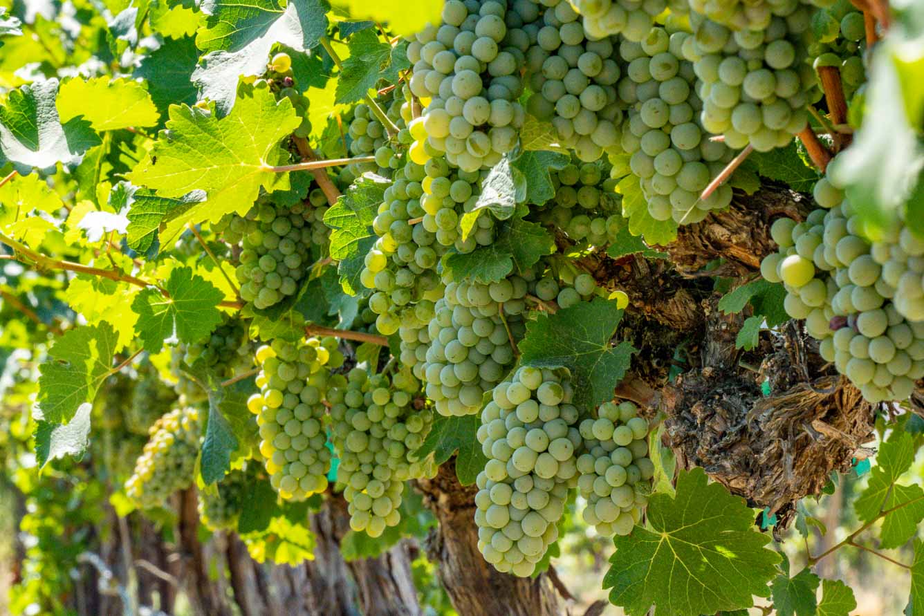 boushey vineyards sauvignon blanc washington wine