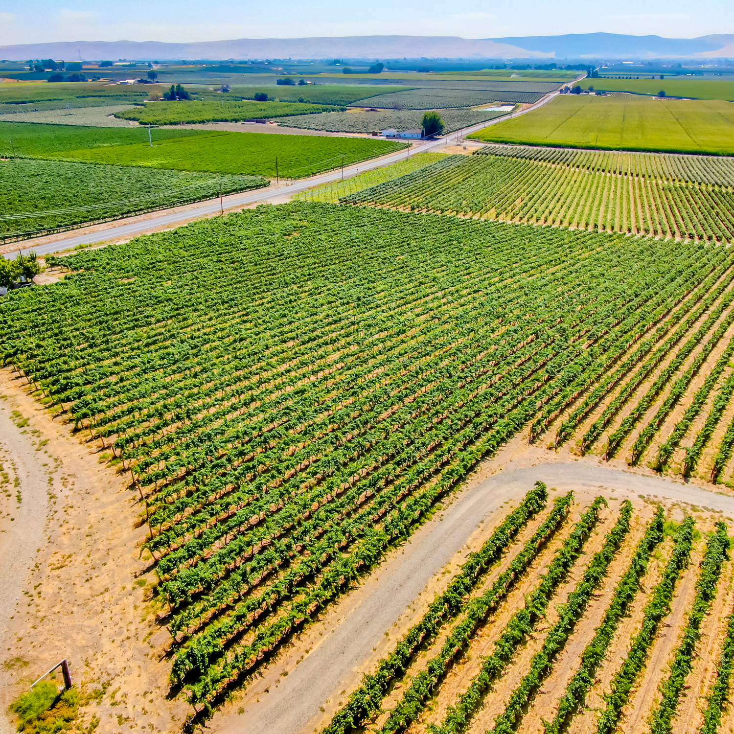 Boushey Vineyard