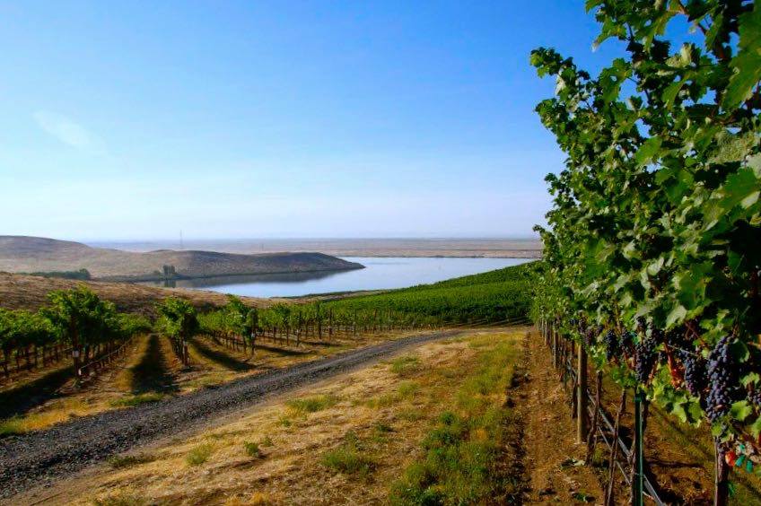Discovery Vineyard