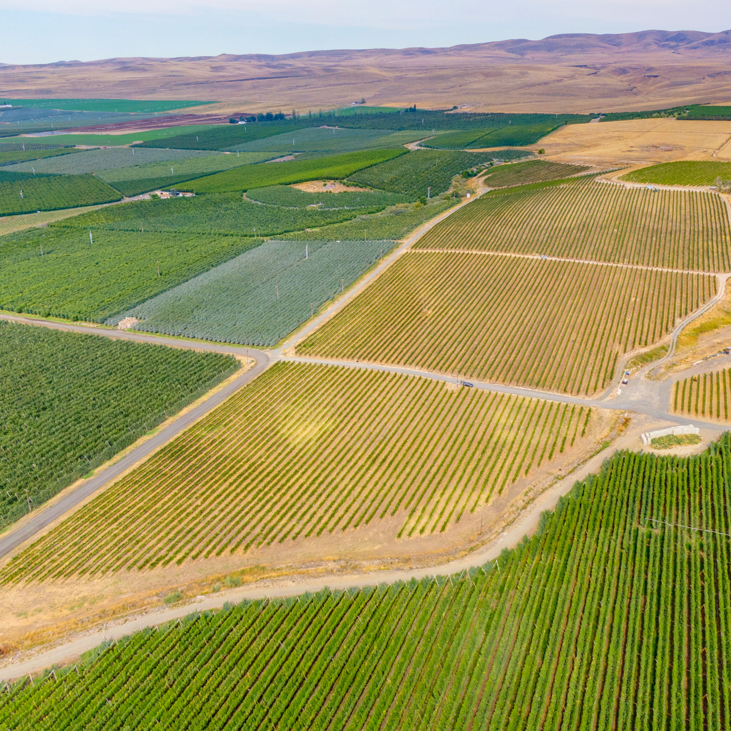 DuBrul Vineyard
