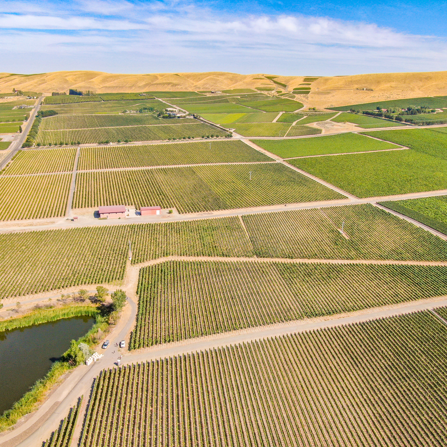 Grand Ciel Vineyard