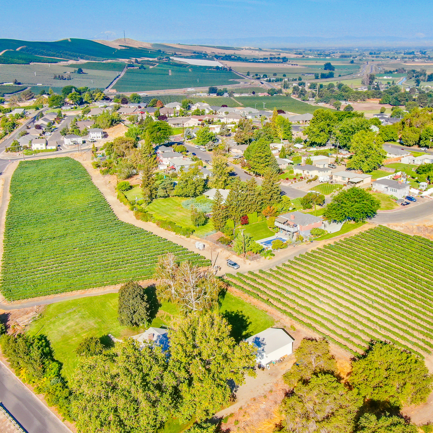 Harrison Hill Vineyard