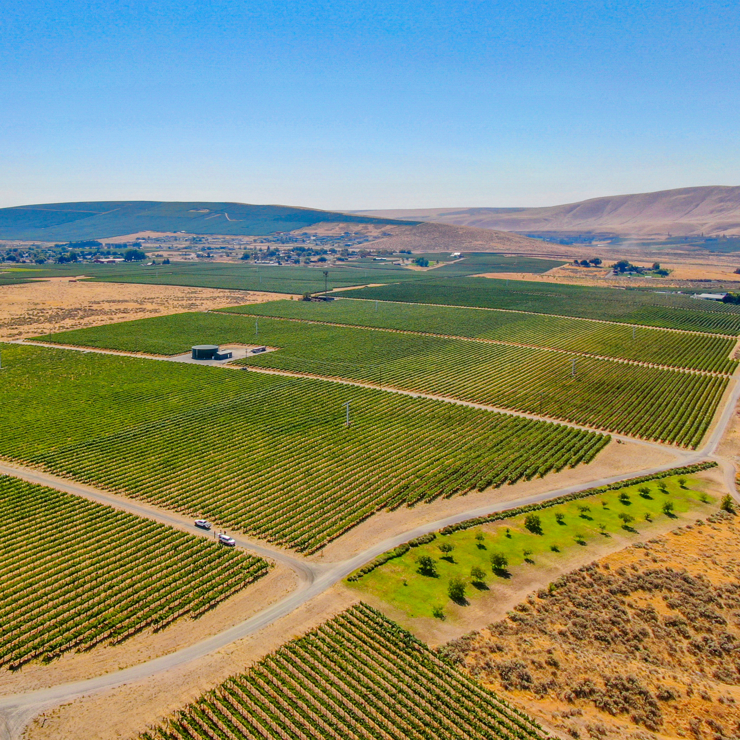 Klipsun Vineyard