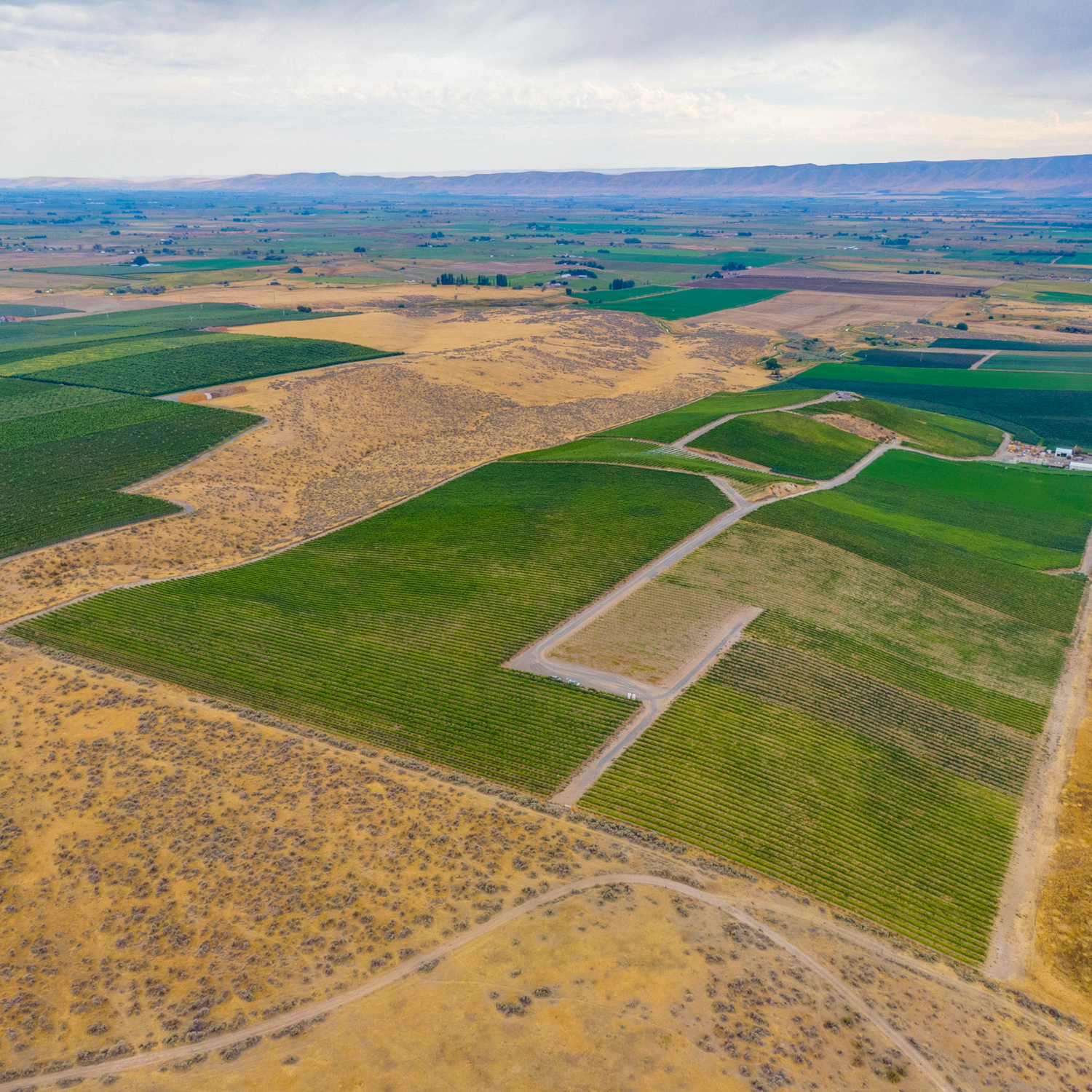 Red Willow Vineyard