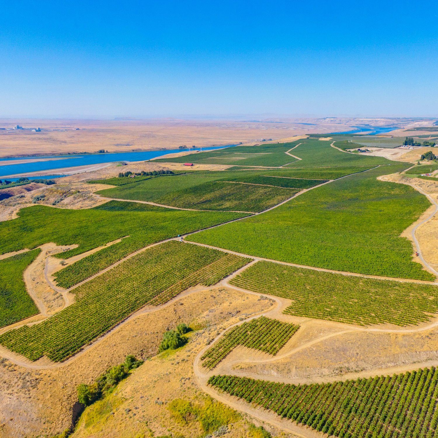 Sagemoor Bacchus Vineyard