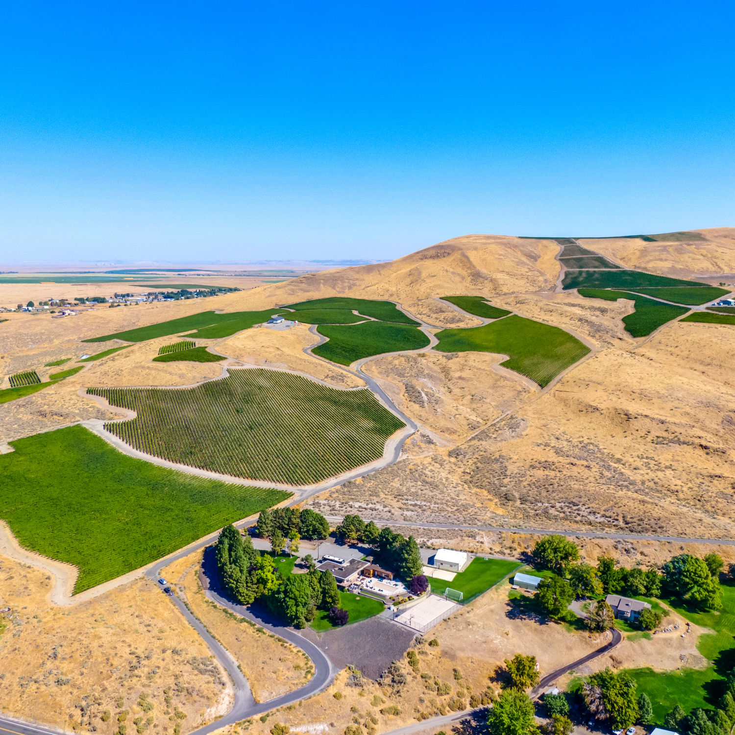Shaw Vineyard